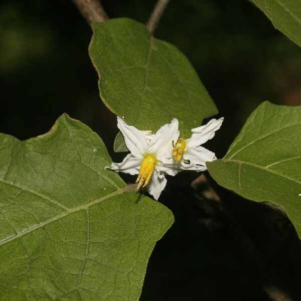 Solanum torvum Kvet