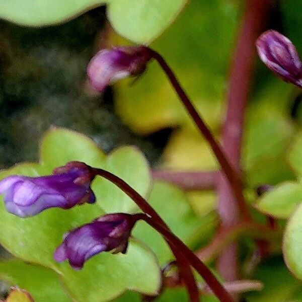 Cymbalaria muralis Květ