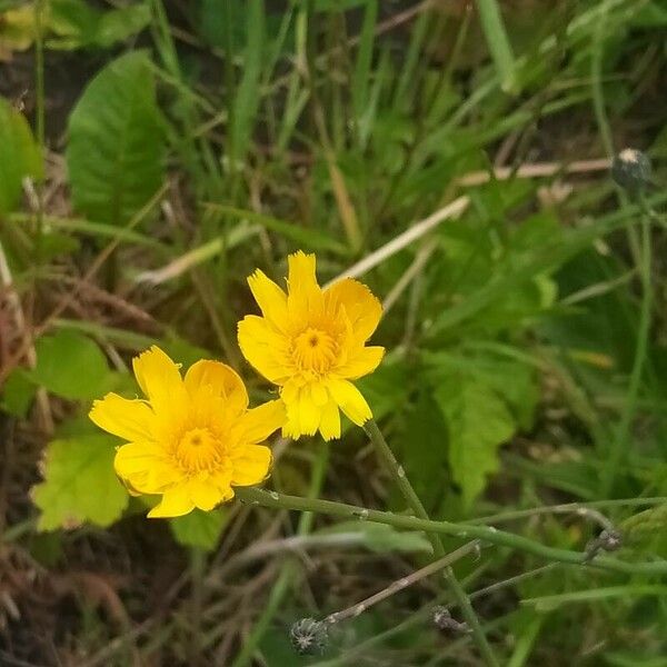 Scorzoneroides autumnalis Квітка