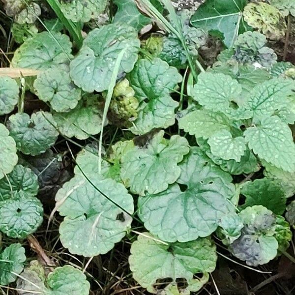 Glechoma hederacea ഇല