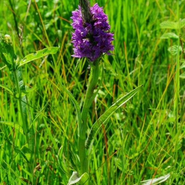 Dactylorhiza incarnata Λουλούδι