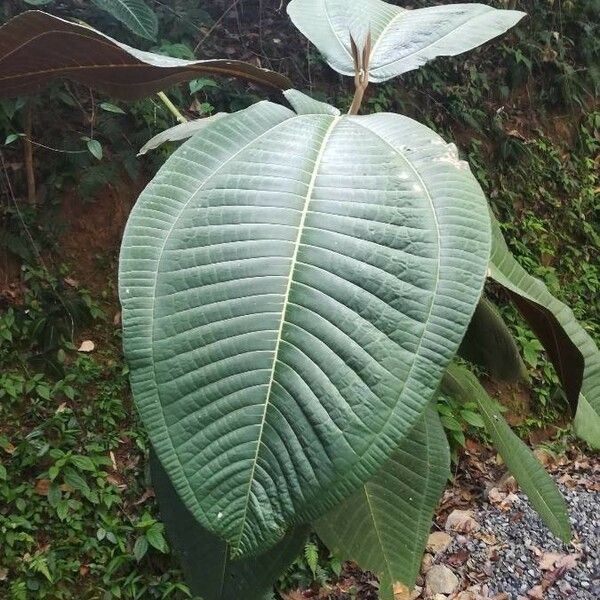 Miconia calvescens Blad