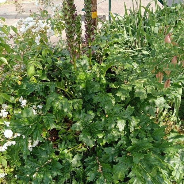 Acanthus spinosus Plante entière