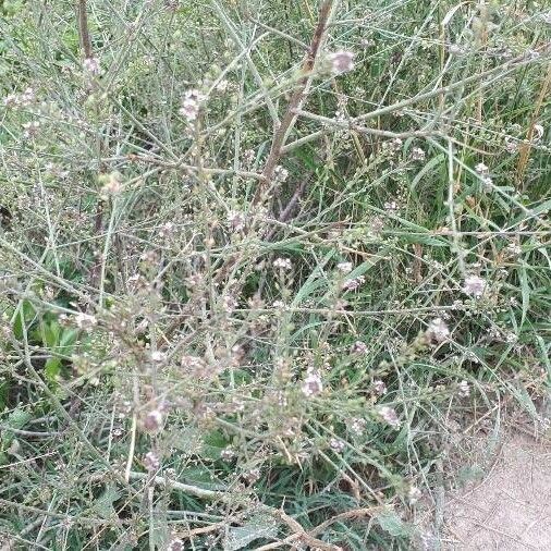 Lepidium graminifolium Flower