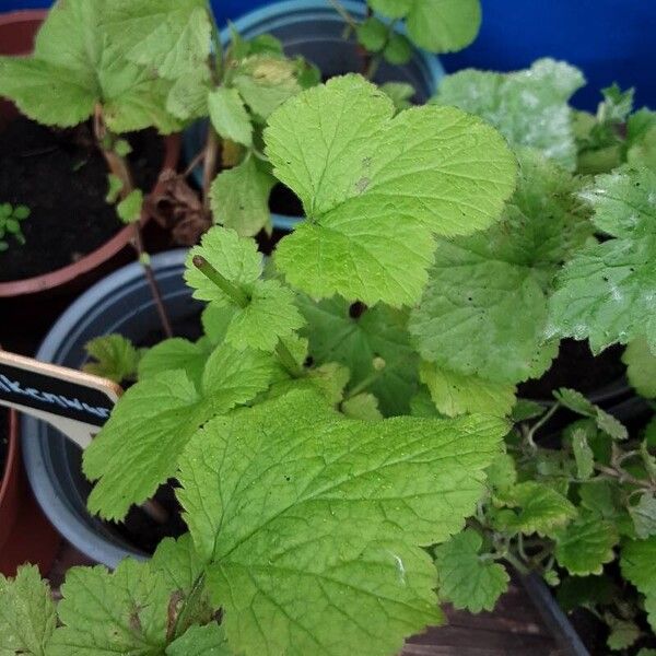 Geum macrophyllum Lapas