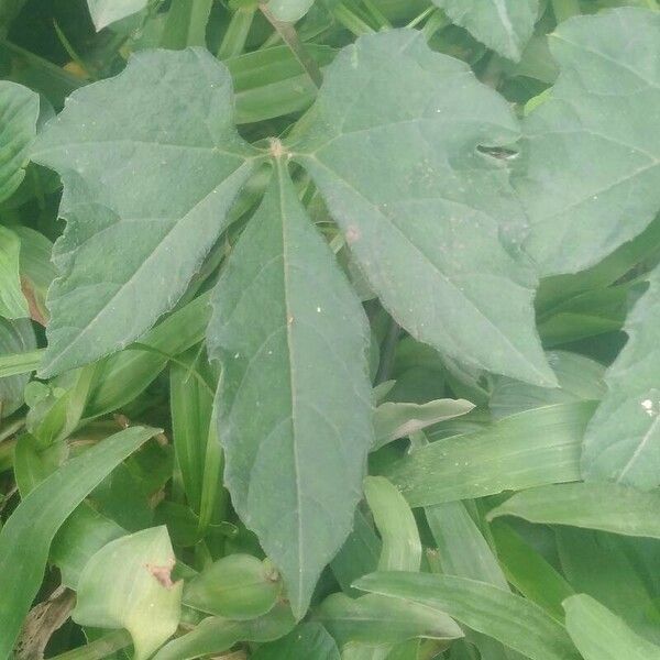 Cyclanthera pedata Leaf