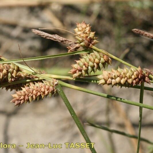 Carex extensa Frucht