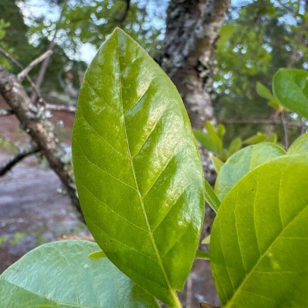 Nyssa sylvatica Feuille