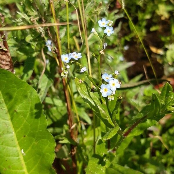 Myosotis scorpioides Flor