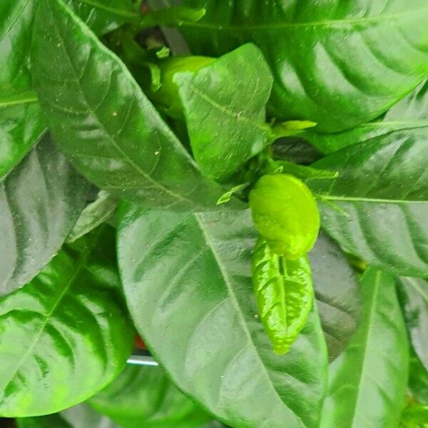 Gardenia jasminoides Blad