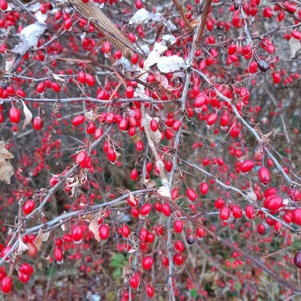 Berberis thunbergii Frucht