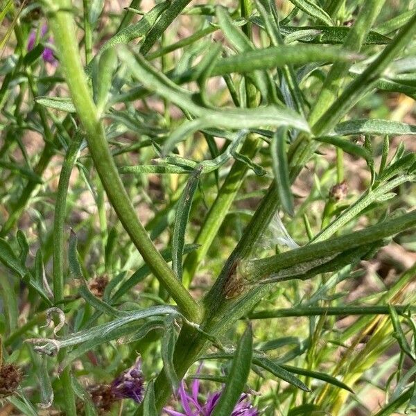 Centaurea hanryi Feuille