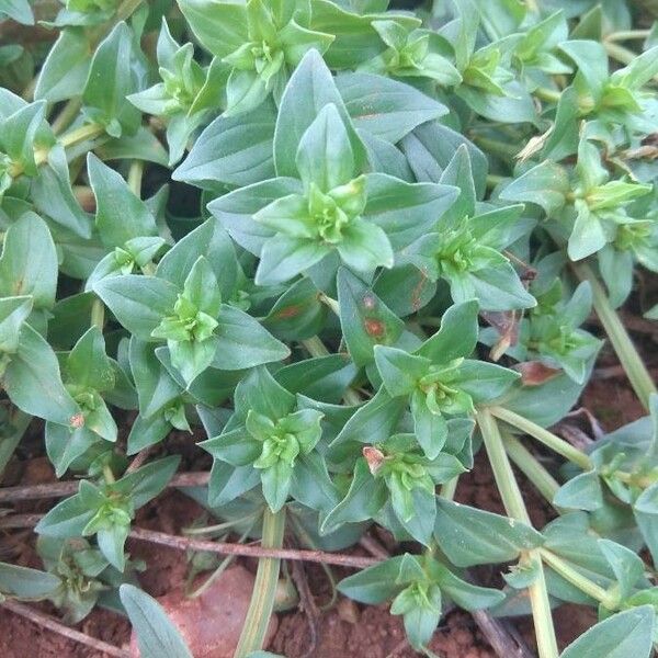 Lysimachia arvensis Blad