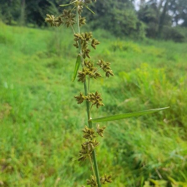 Fuirena umbellata Leaf