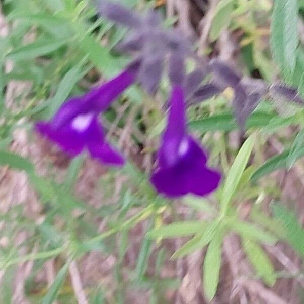 Salvia × jamensis Bloem