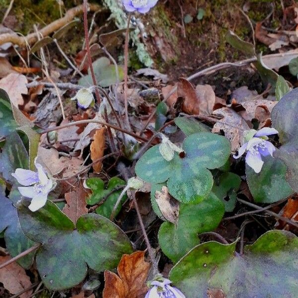 Hepatica nobilis Flower