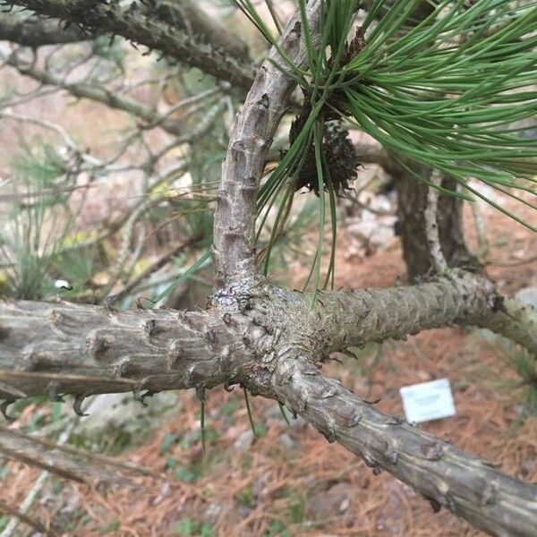 Pinus hartwegii Bark