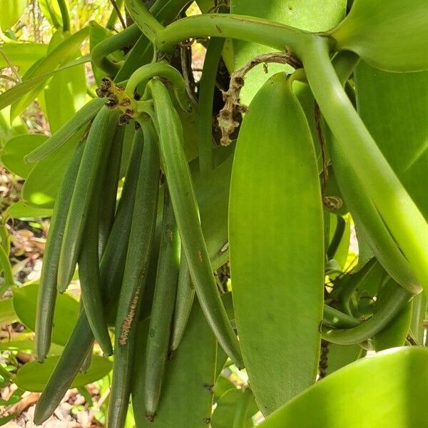 Vanilla planifolia Fruct