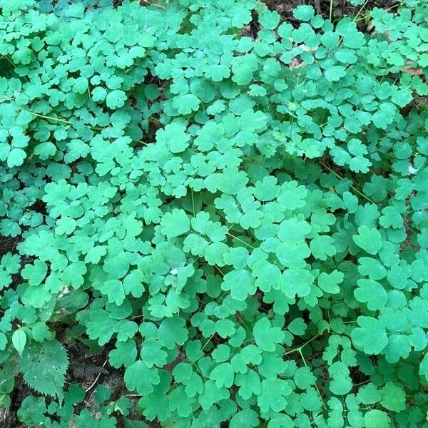 Thalictrum dioicum Blad