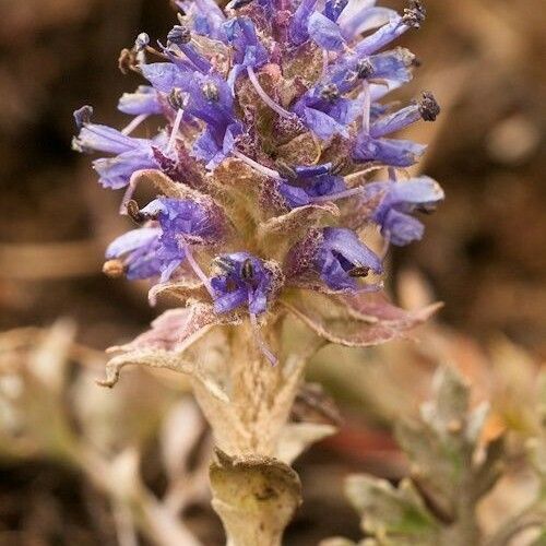 Phacelia sericea Flor