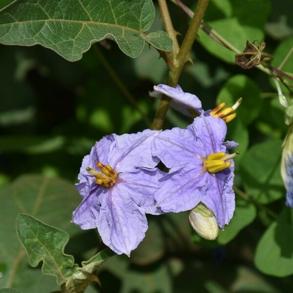 Solanum richardii 花
