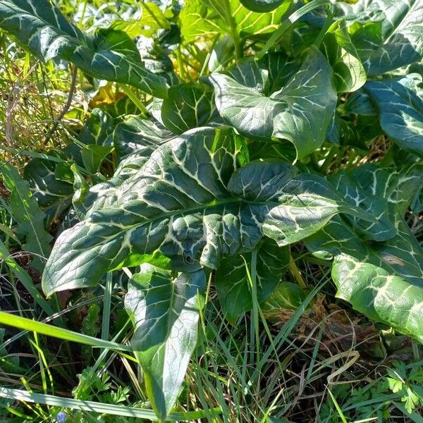 Arum pictum Leaf