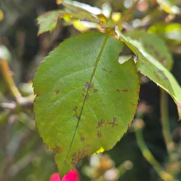 Rosa pendulina Φύλλο