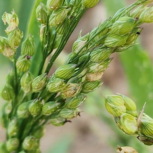 Panicum miliaceum Vili