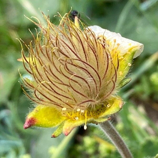 Geum montanum Fruto