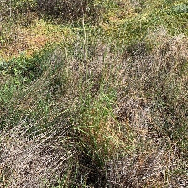 Phleum pratense Blad