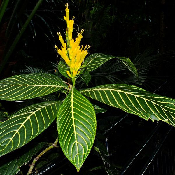 Sanchezia oblonga Leaf