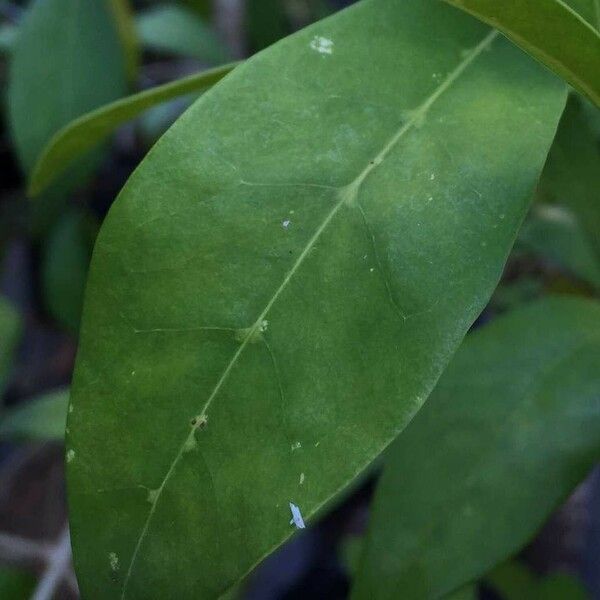 Chionanthus foveolatus Hoja