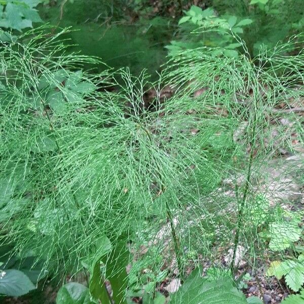 Equisetum sylvaticum Yaprak