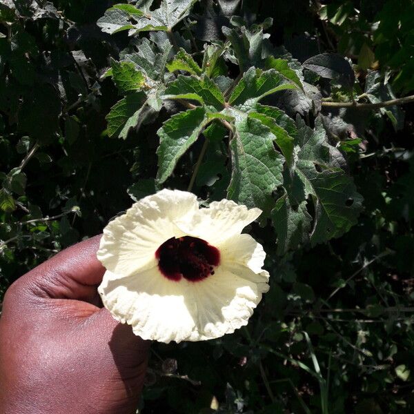 Hibiscus diversifolius Blomst