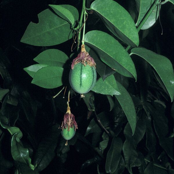 Passiflora laurifolia 果實