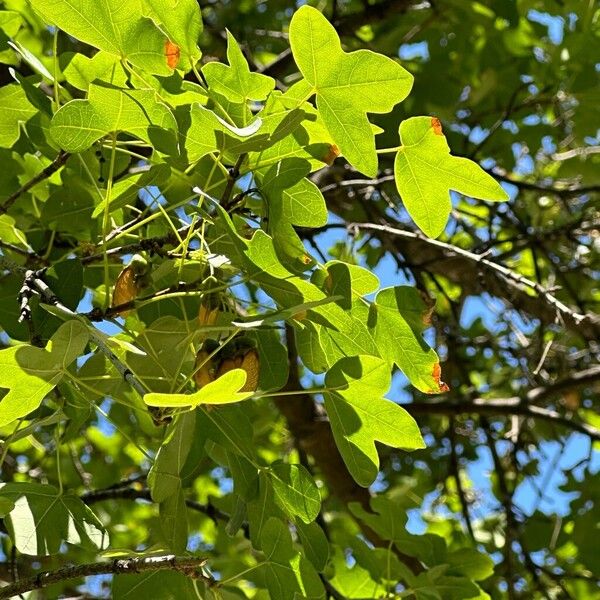 Acer monspessulanum Leaf