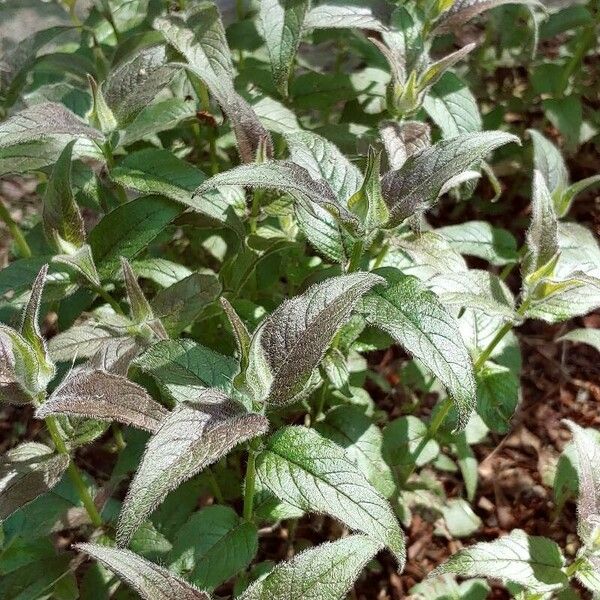 Monarda didyma Hostoa