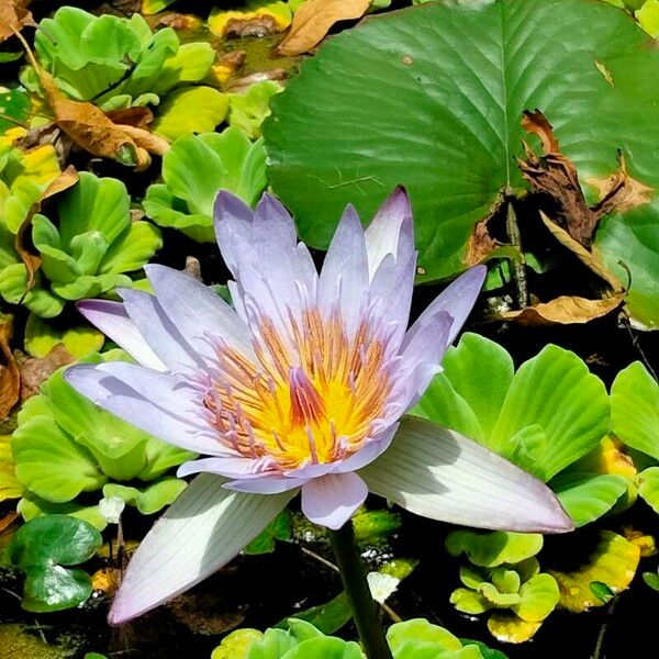 Nymphaea nouchali Blomst