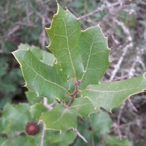 Quercus coccifera Φύλλο