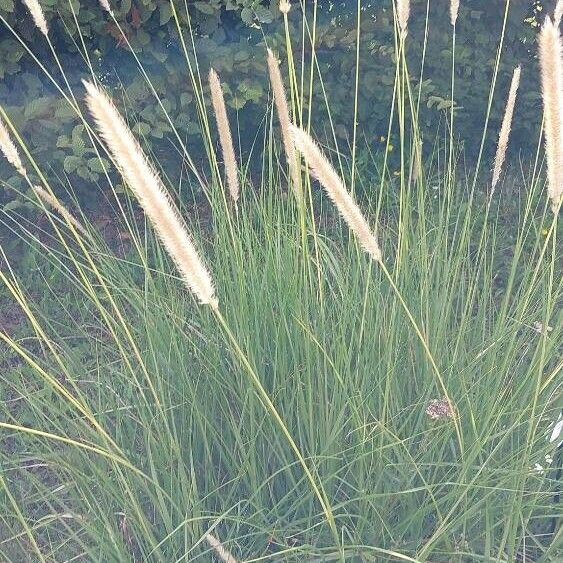 Cenchrus caudatus Flower