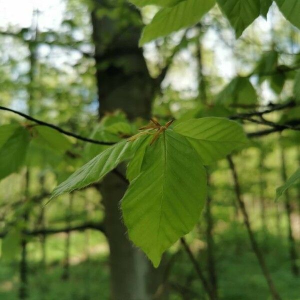 Fagus sylvatica Лист