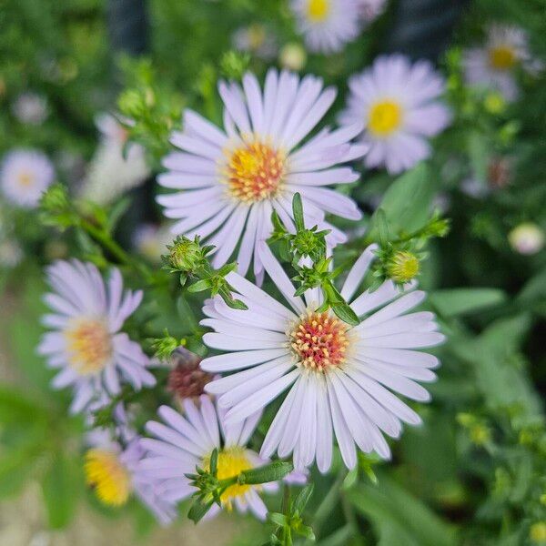 Symphyotrichum novi-belgii फूल