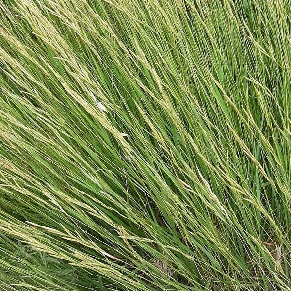 Festuca bromoides Liść