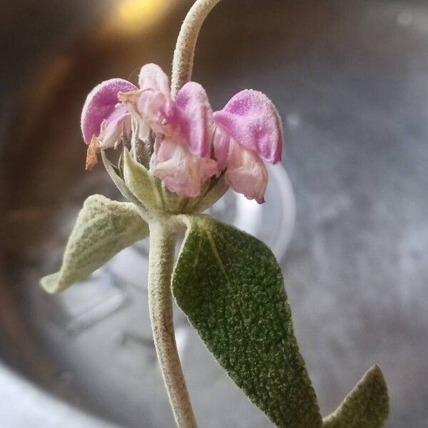 Phlomis purpurea Цвят