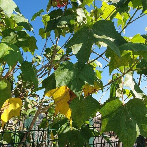 Hibiscus mutabilis Folla