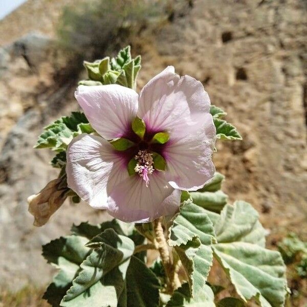 Malva subovata 葉