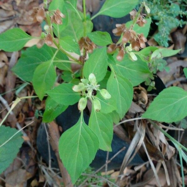 Ocimum campechianum 花