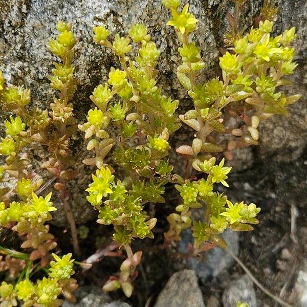 Sedum annuum Цветок