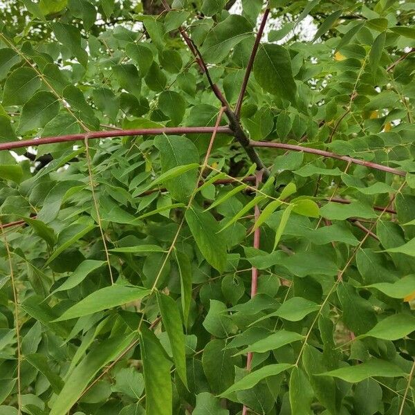 Gymnocladus dioicus Blatt