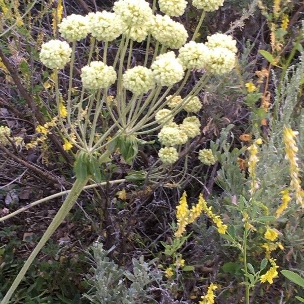 Eriogonum heracleoides Leaf